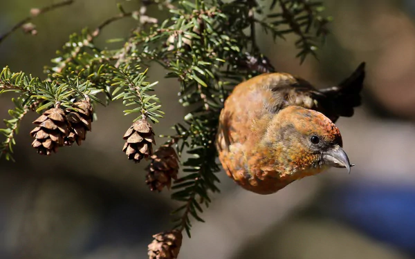  Red Crossbill (loxia curvirostra)