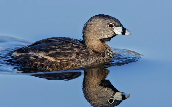  Pied-billed Grebe (podilymbus podiceps)
