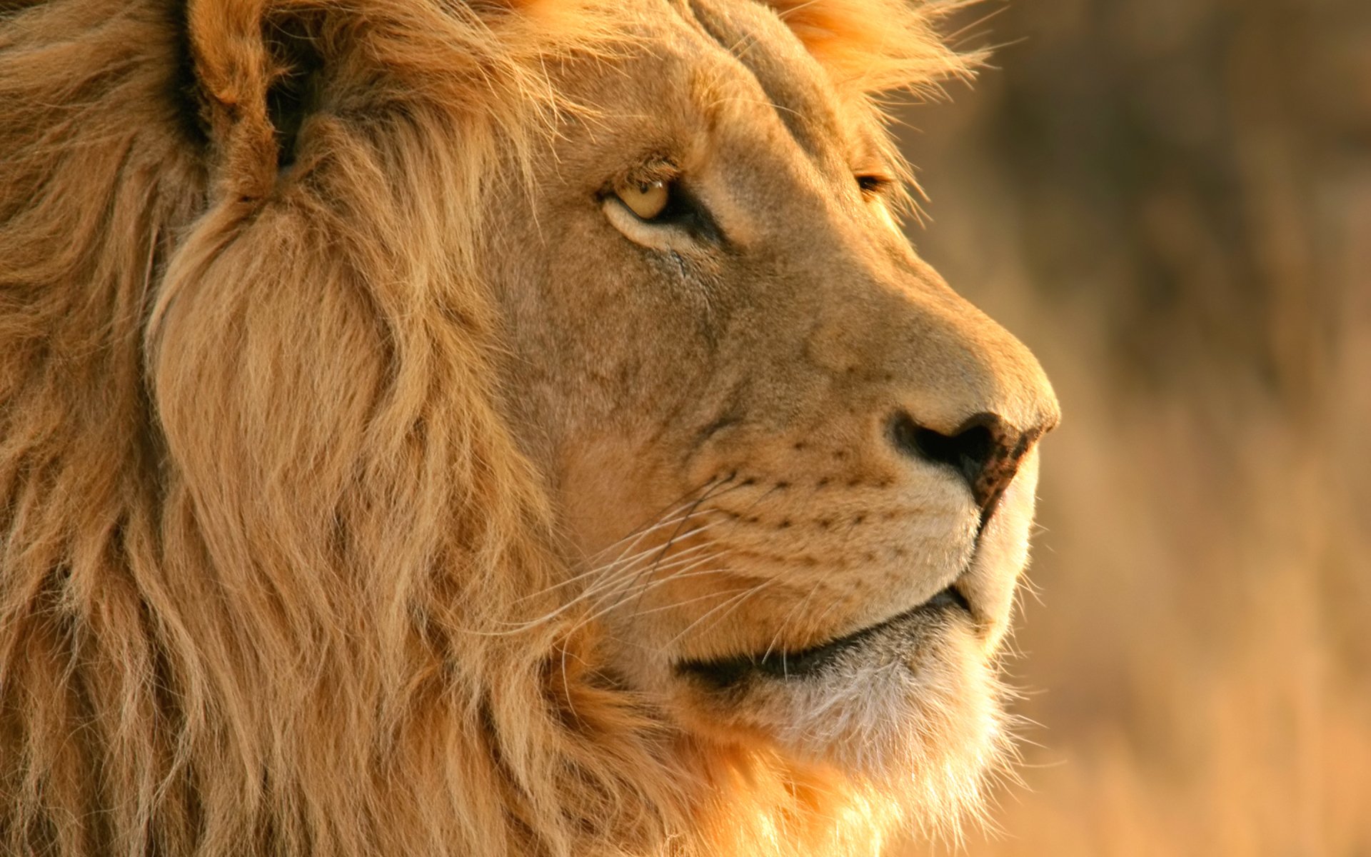 A majestic lion with a flowing mane gazes thoughtfully into the distance, set against a warm golden background, making it a stunning HD wallpaper for any desktop.