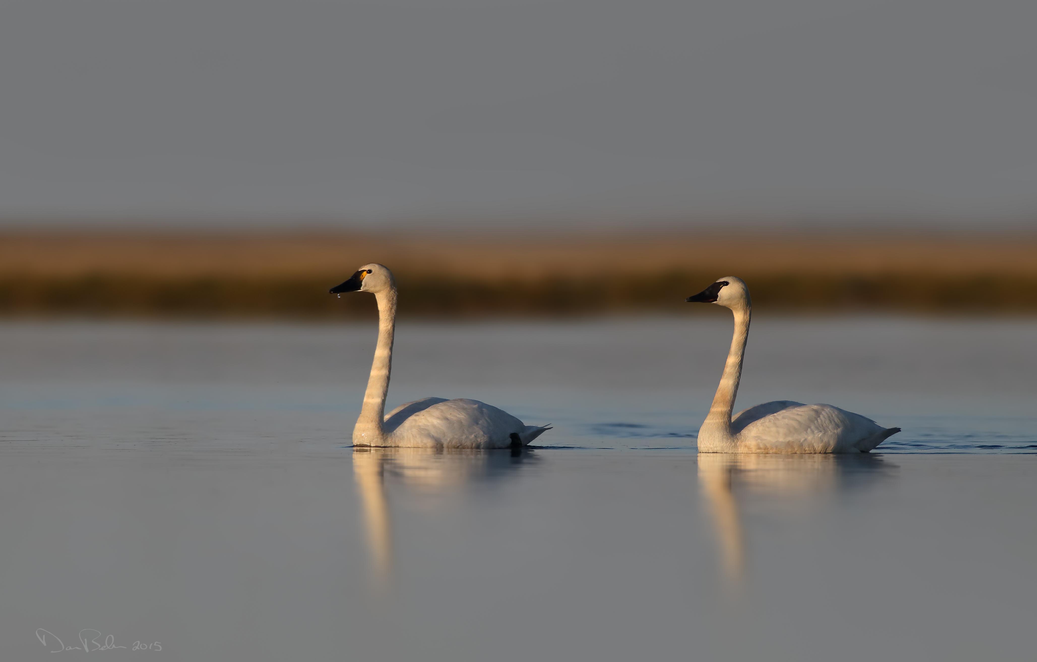 Mute Swan 4k Ultra HD Wallpaper | Background Image | 4115x2625