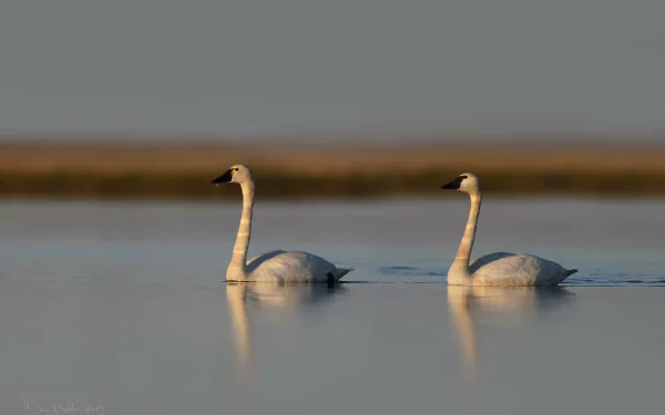 Animal mute swan HD Desktop Wallpaper | Background Image