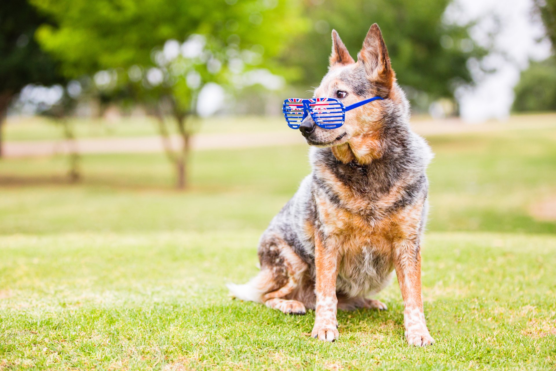 Download Dog Animal Australian Cattle Dog 4k Ultra HD Wallpaper