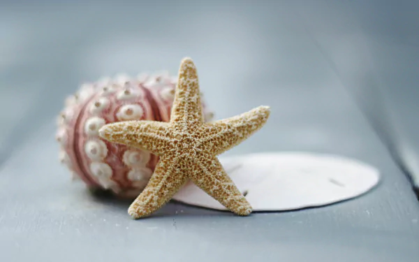 Animal starfish HD Desktop Wallpaper | Background Image