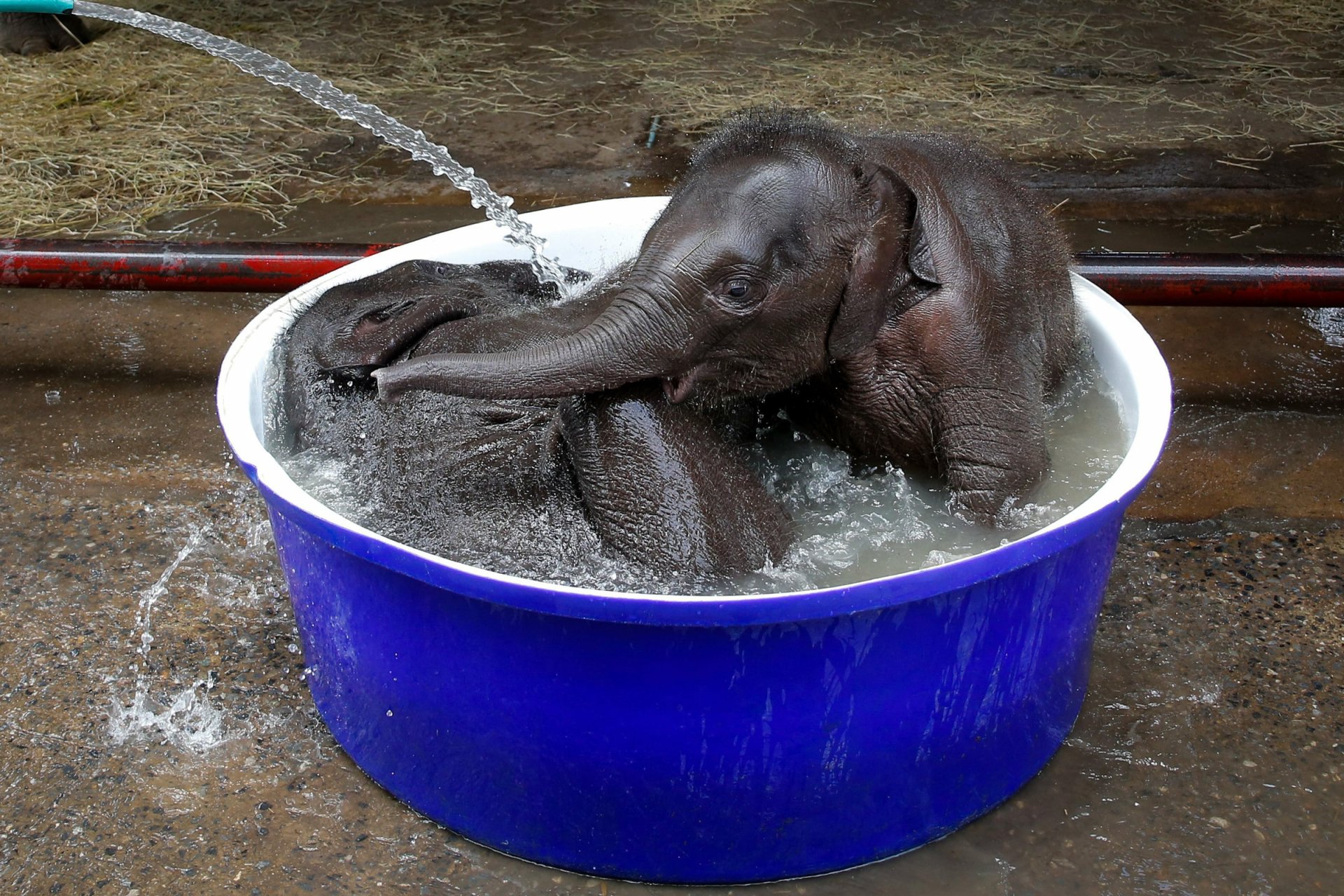 Playful baby Asian elephant splashing in a blue tub, animal scene — HD PC desktop wallpaper and background.