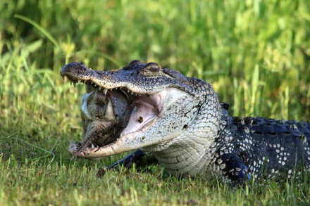 Animal alligator HD Desktop Wallpaper | Background Image