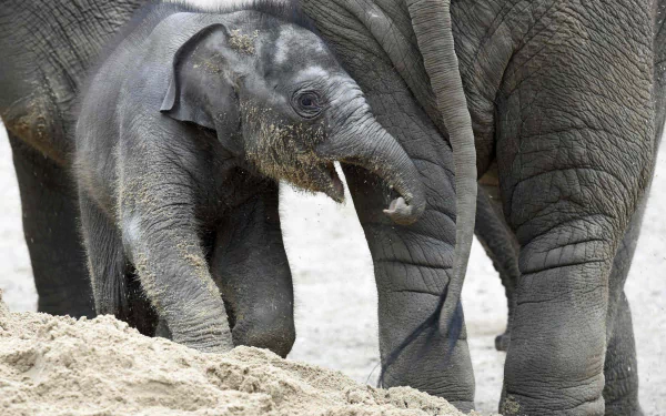 Animal Asian Elephant HD Desktop Wallpaper | Background Image