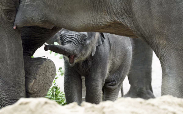 Animal Asian Elephant HD Desktop Wallpaper | Background Image