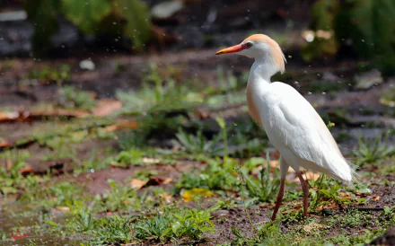  Cattle Egret
