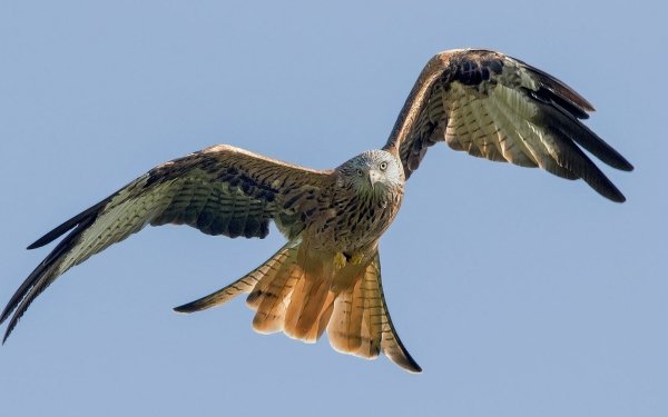 Animal Kite Birds Birds of prey Red Kite HD Wallpaper | Background Image