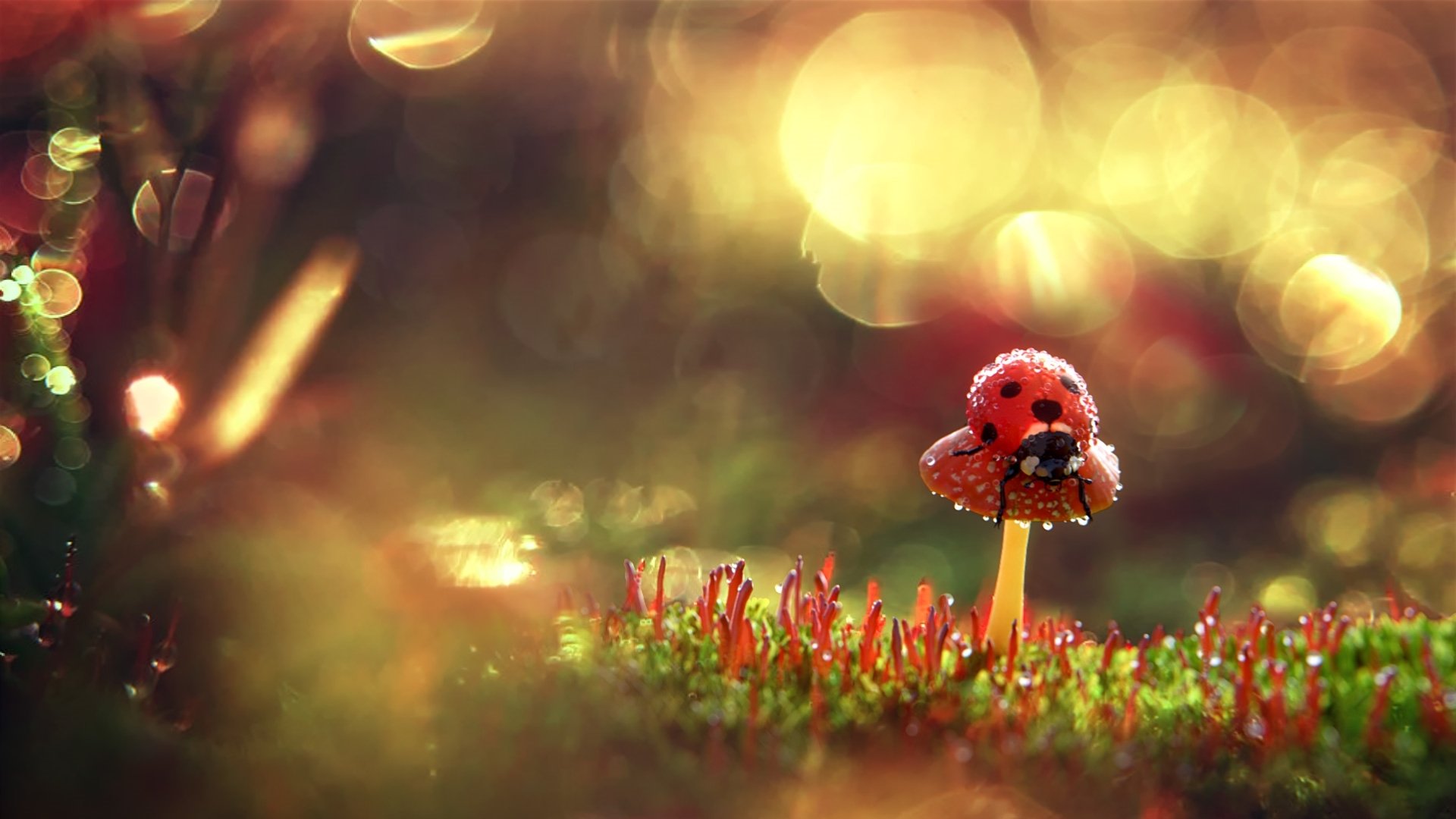 HD desktop wallpaper featuring a close-up of a ladybug perched on a delicate stem amidst glowing, softly blurred natural surroundings.