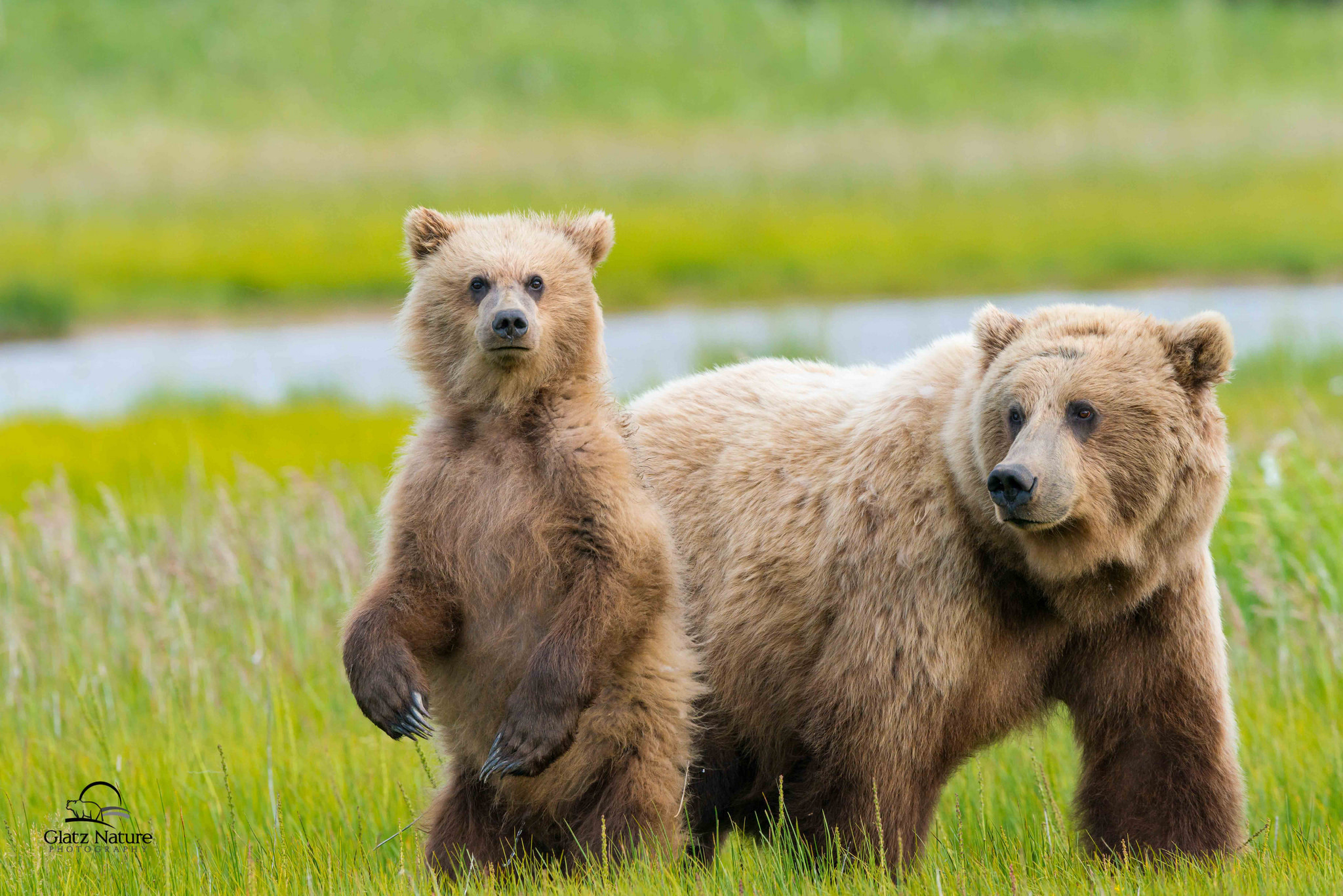 Ve bear. Бурый медведь Пестун. Сибирский бурый медведь. Медведь Медведица Медвежонок. Медведь Гризли.