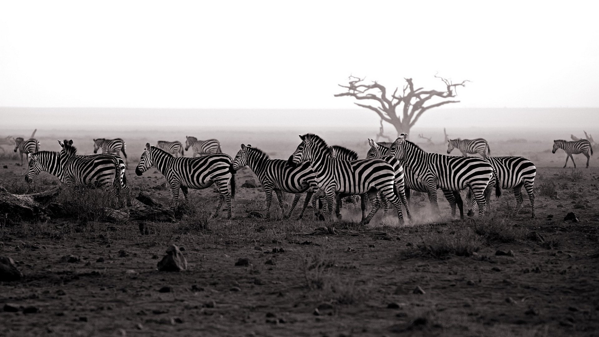 Zebra Papel de Parede HD Plano de Fundo 1920x1080 ID640067 Zebra Papel de Parede HD Plano de Fundo 1920x1080 ID640067
