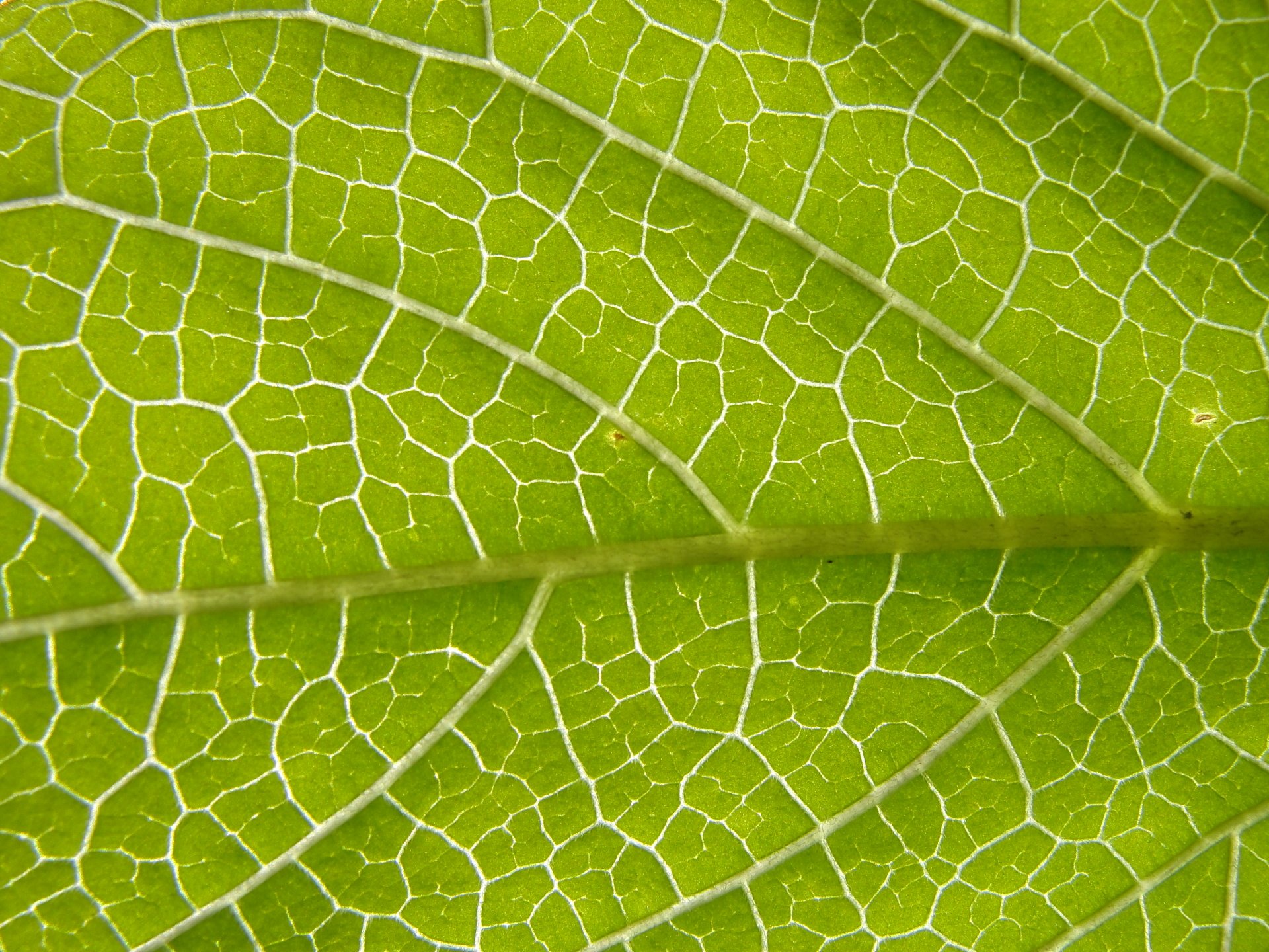 Leaf HD Wallpaper