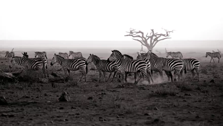 savanna Animal zebra HD Desktop Wallpaper | Background Image