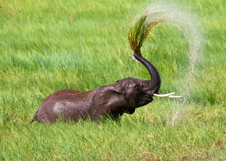 An African bush elephant playfully sprays water while surrounded by lush green grass, captured in vivid detail for an HD PC desktop wallpaper and background.