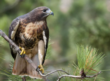 HD PC desktop wallpaper featuring a detailed close-up of a hawk perched on a branch against a soft-focus natural background.