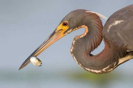Animal heron HD Desktop Wallpaper | Background Image