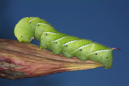 4K Ultra HD PC desktop wallpaper: bright green caterpillar (animal) crawling along a plant stem against a smooth blue background.