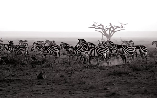 savanna Animal zebra HD Desktop Wallpaper | Background Image