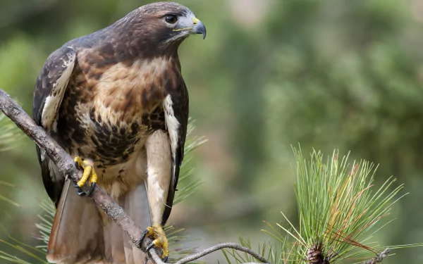 Animal hawk HD Desktop Wallpaper | Background Image