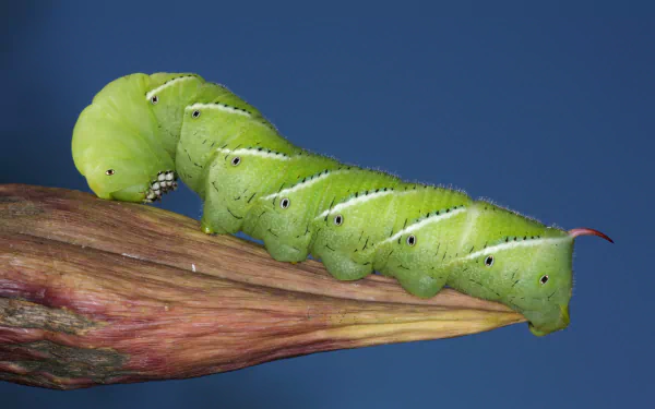 Animal caterpillar HD Desktop Wallpaper | Background Image