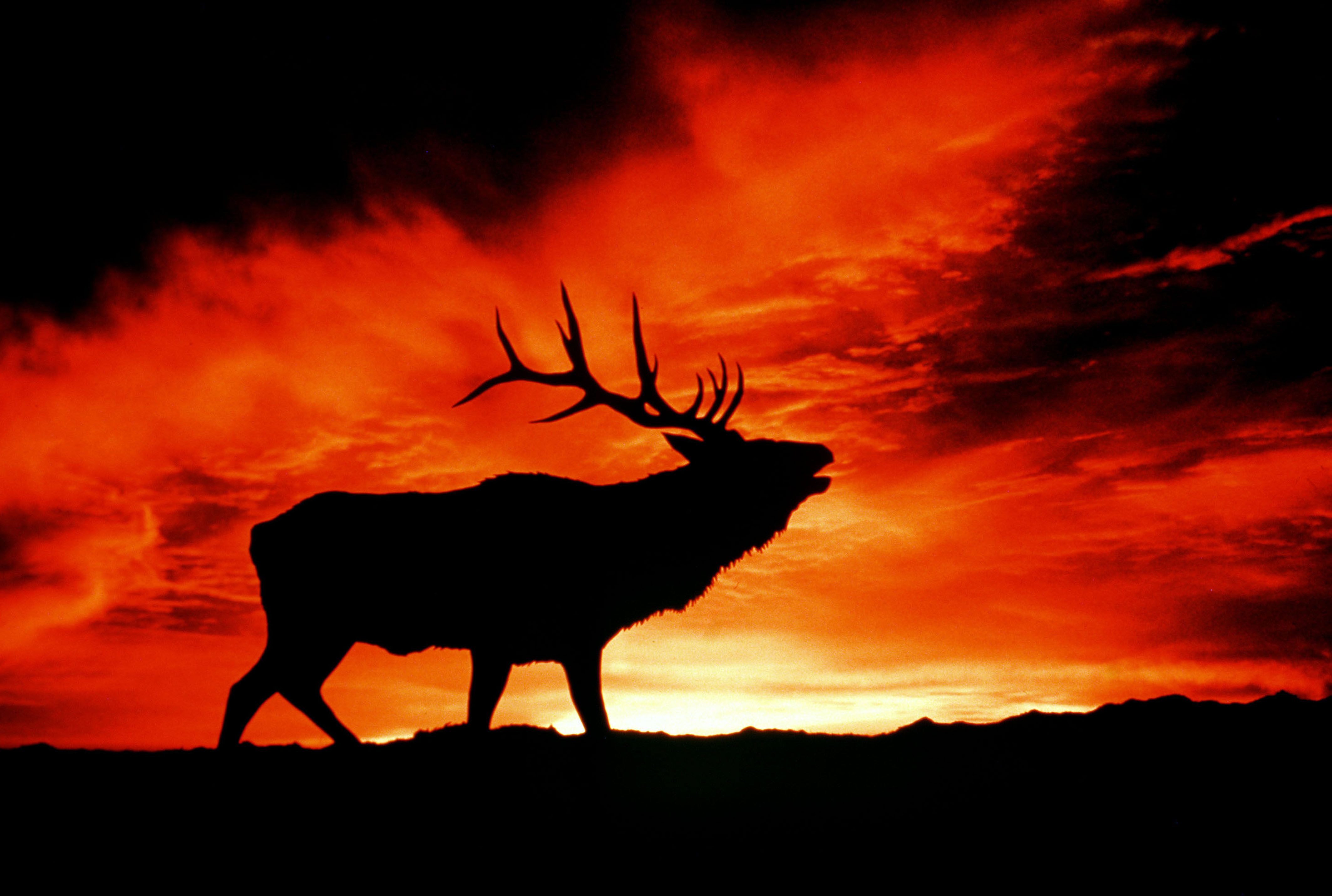 Majestic Elk Silhouette 4K Ultra HD Wallpaper