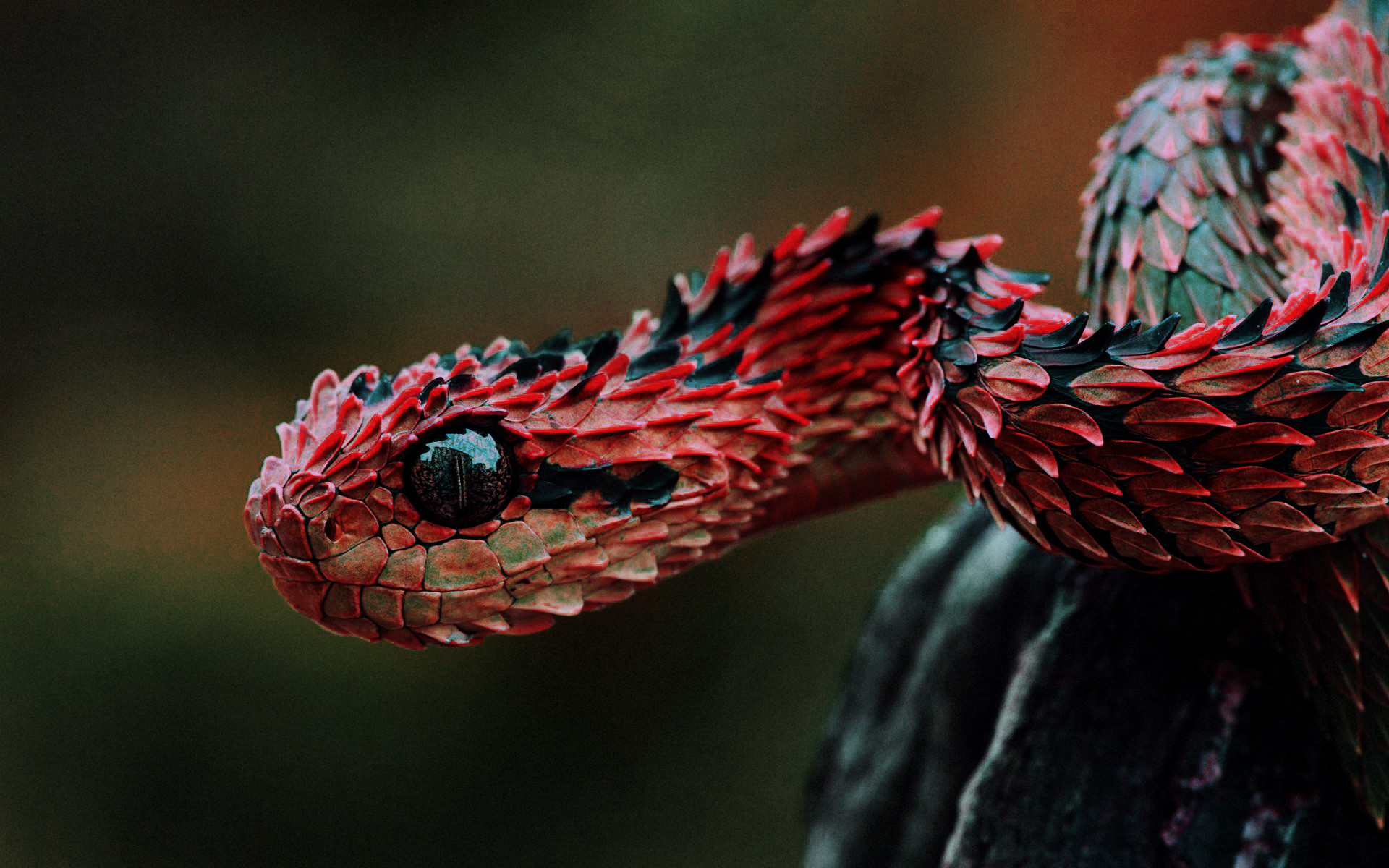 Animal Snake HD Wallpaper | Background Image