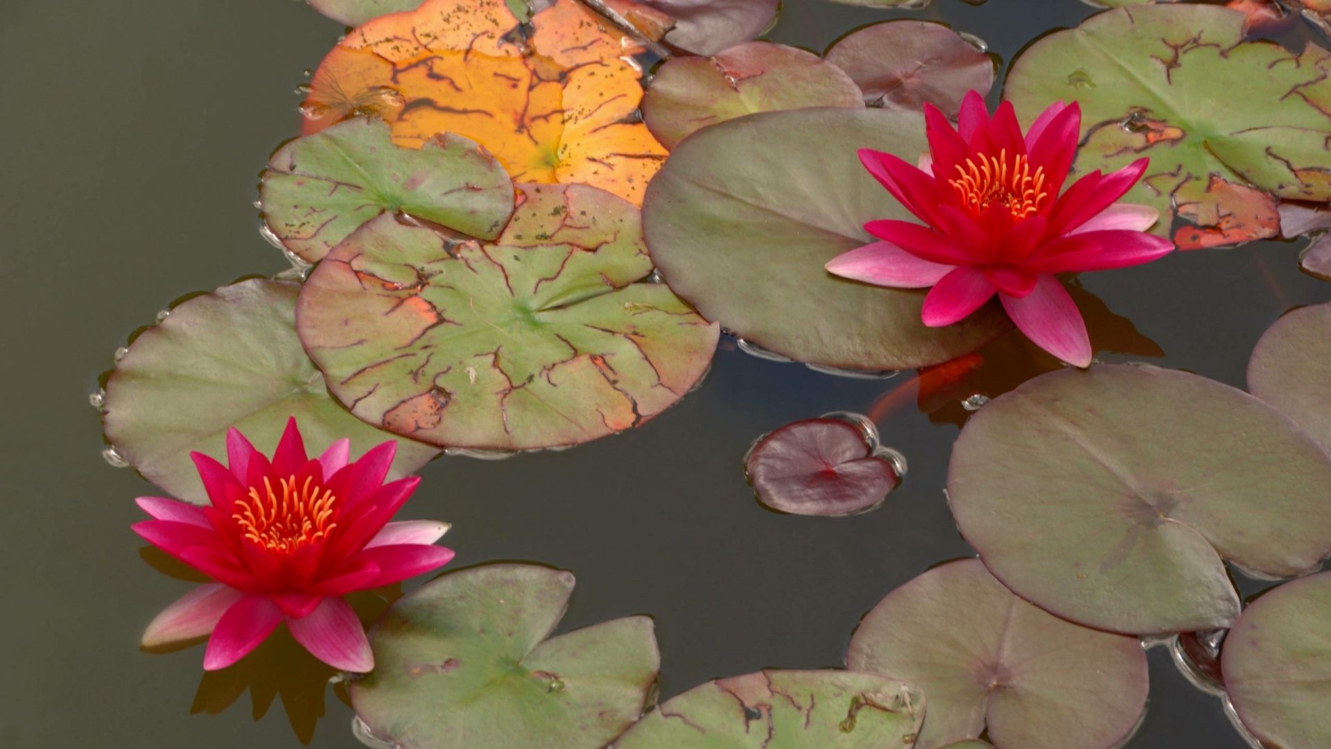 HD desktop wallpaper featuring vibrant red water lilies floating gracefully among green and orange lily pads on calm water, showcasing the beauty of nature.