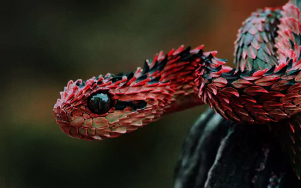 A striking close-up of a snake with vibrant red and green scales, creating an eye-catching and intense visual impact in this high-definition desktop wallpaper.