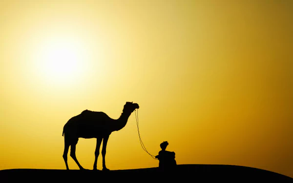Silhouette of a camel standing beside a person against a golden sunset, captured in stunning 4K Ultra HD for PC desktop wallpaper and background.