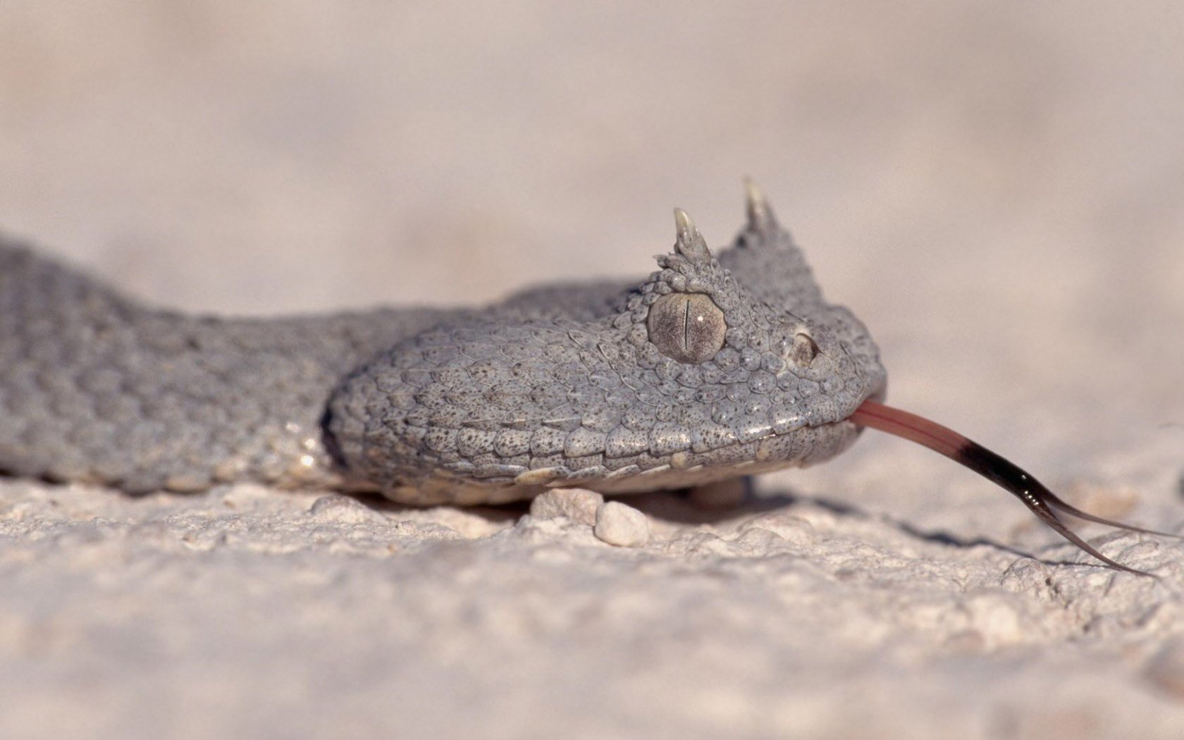 Download Snake Animal Viper Wallpaper