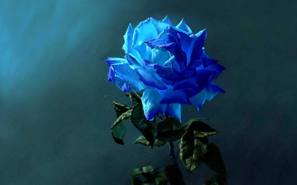 A stunning blue rose against a dark background, showcasing its vibrant petals and lush green leaves. This high-definition image captures the beauty of nature's floral artistry.
