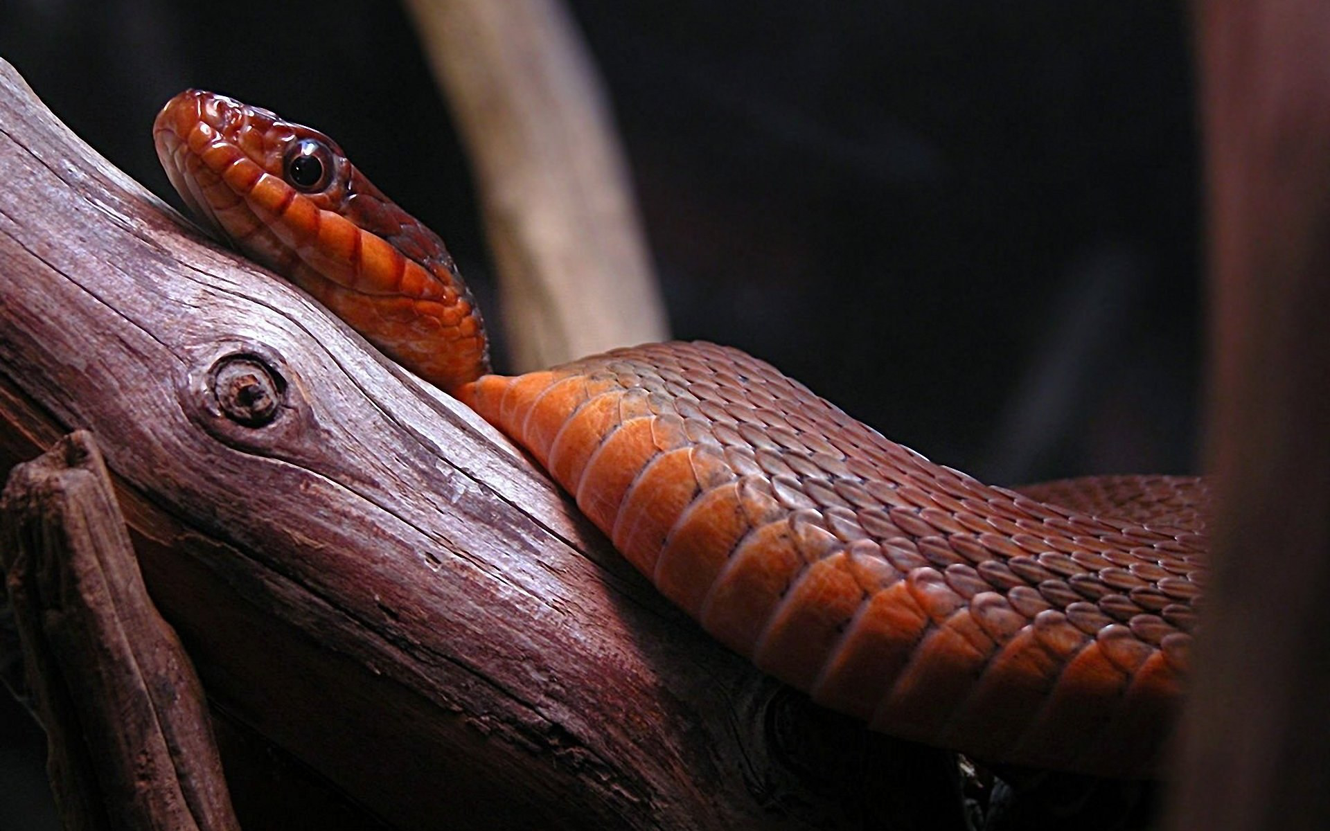 Download Animal Snake HD Wallpaper