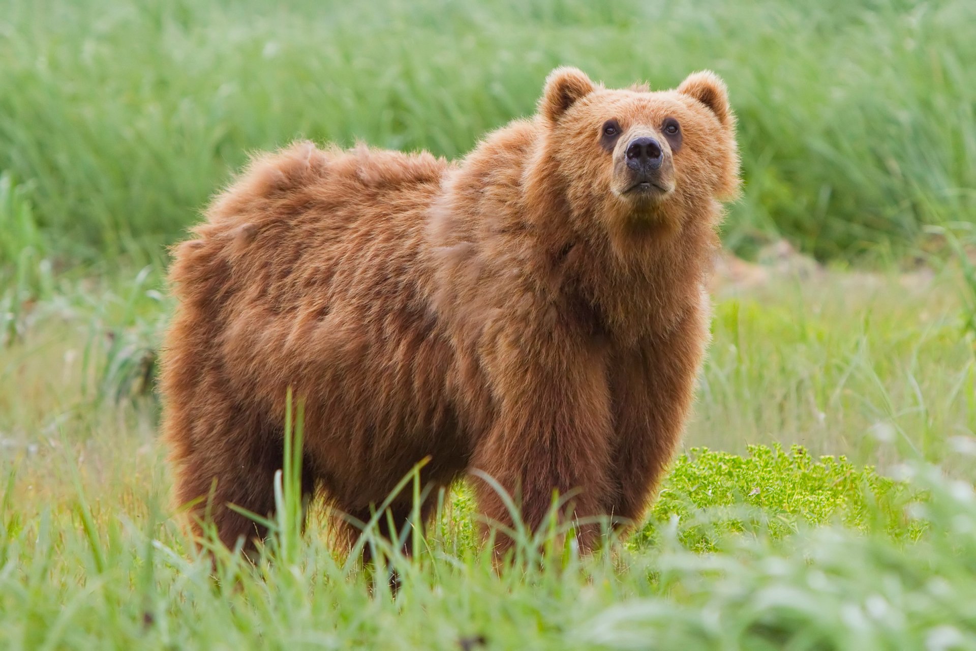 Download Kodiak Bear Animal Bear HD Wallpaper