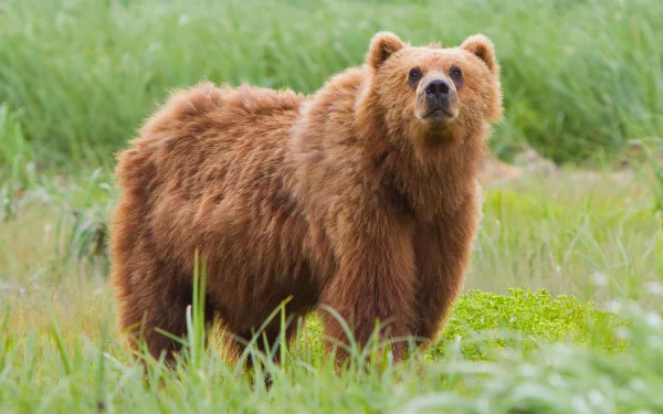 kodiak bear Animal bear HD Desktop Wallpaper | Background Image