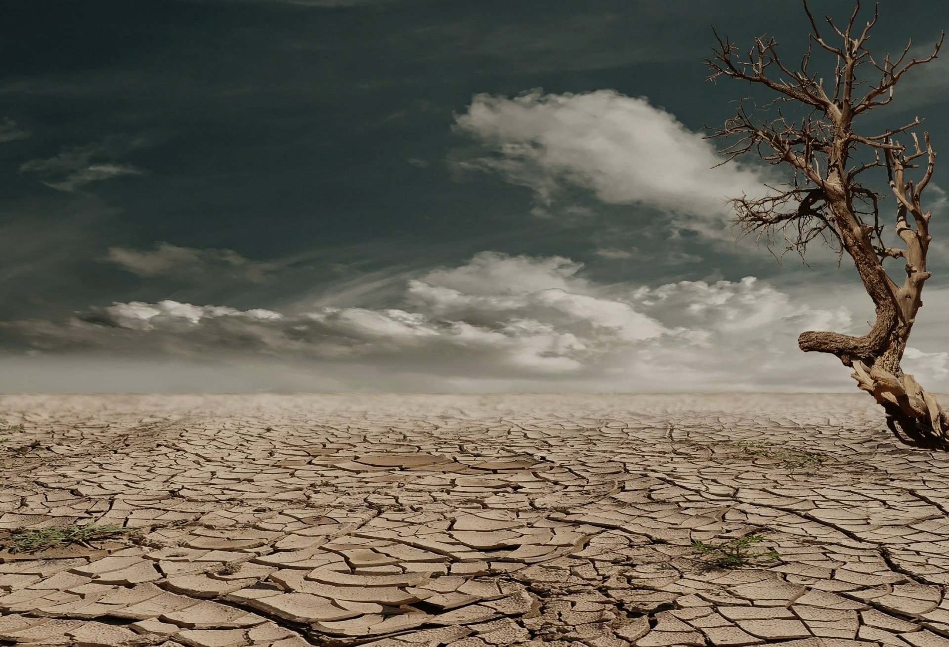 HD desktop wallpaper of a twisted dead tree standing on cracked desert land under a cloudy sky, capturing a stark and dramatic natural landscape.
