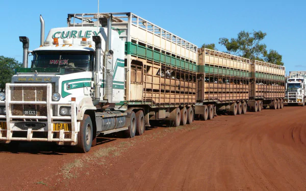  Cattle-hauler Road Train In Western Australia.