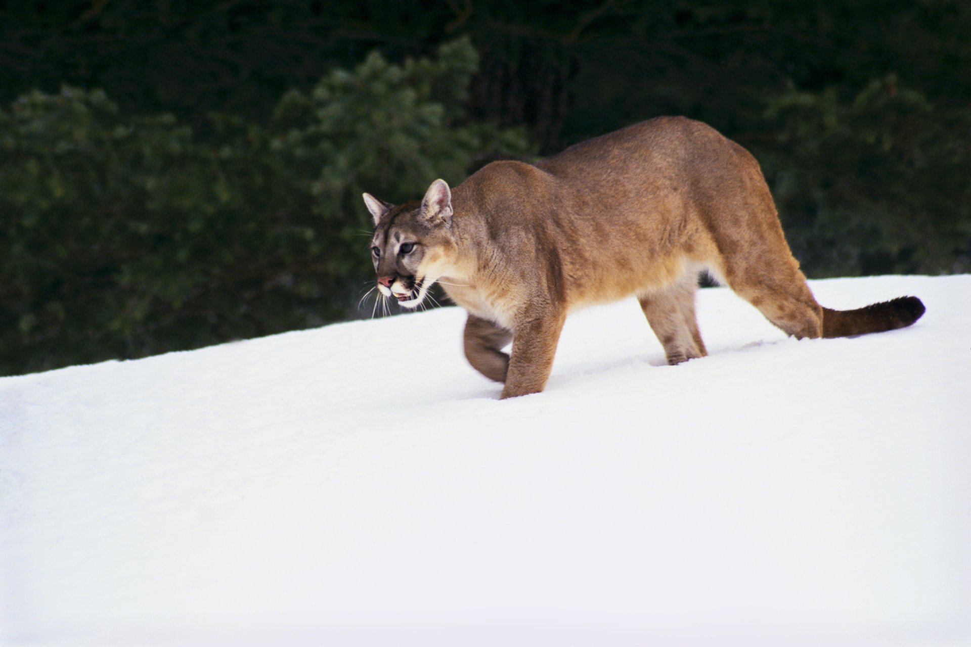 4K Ultra HD PC desktop wallpaper featuring a cougar walking through snow with a dark forest background.