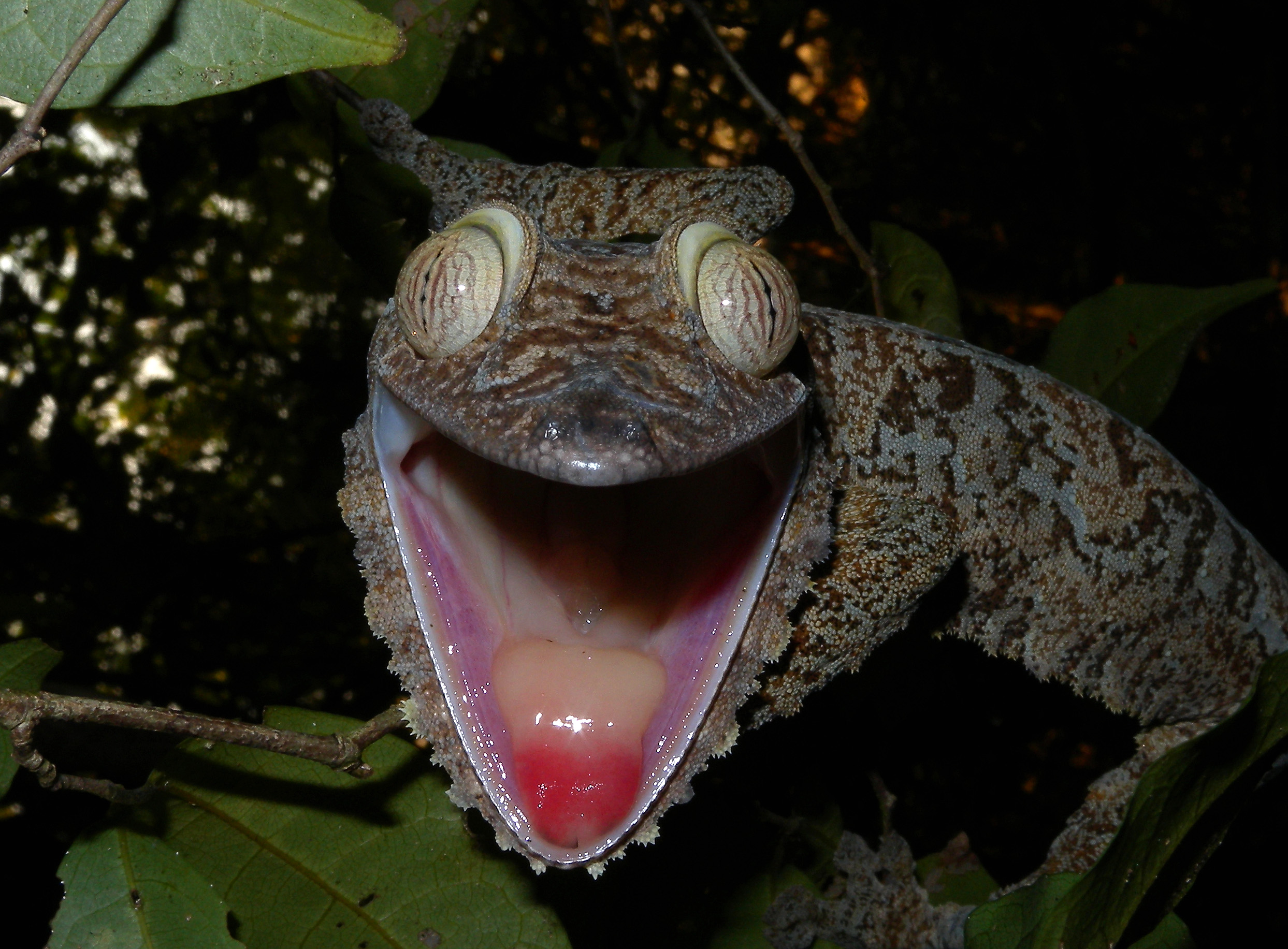 download-animal-gecko-hd-wallpaper