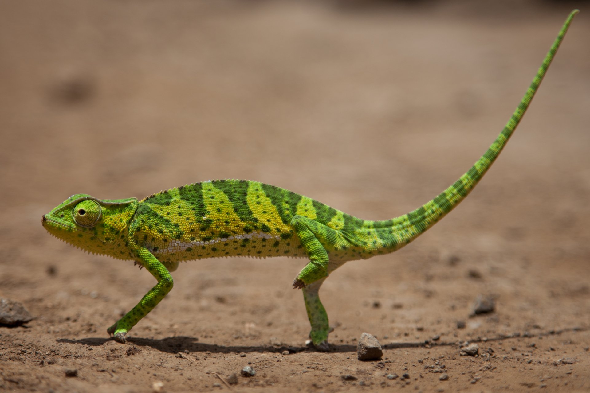 Download Animal Chameleon 4k Ultra HD Wallpaper