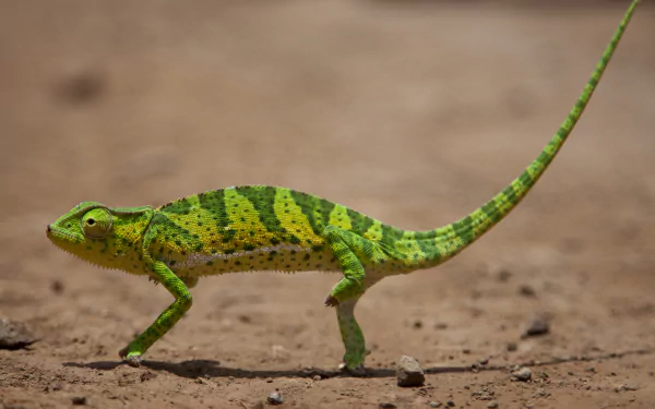 Animal chameleon HD Desktop Wallpaper | Background Image