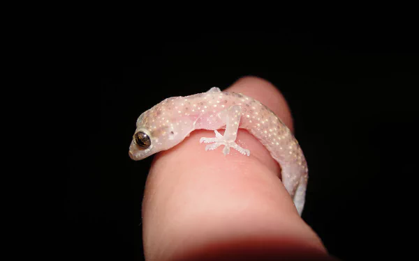 Animal gecko HD Desktop Wallpaper | Background Image