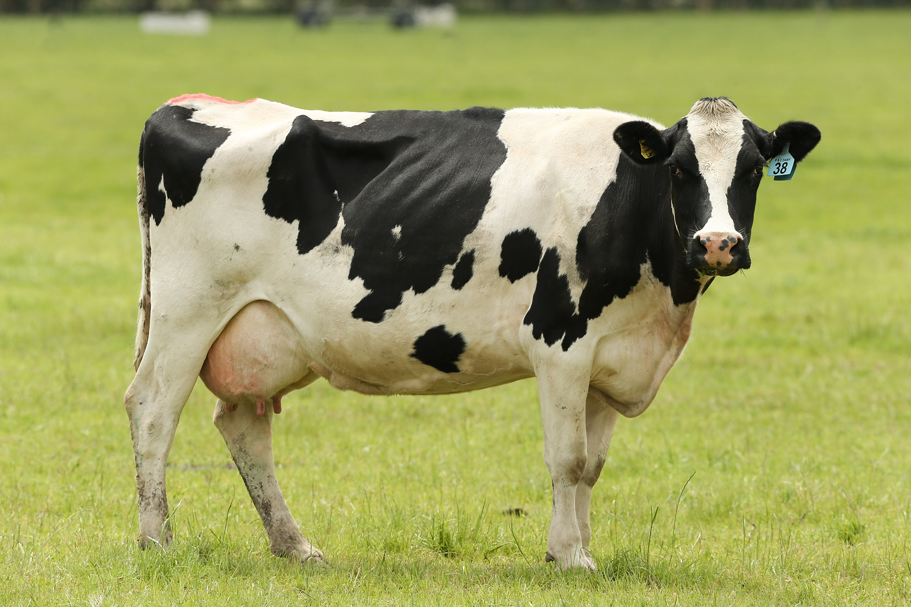 Animal Cow HD Wallpaper