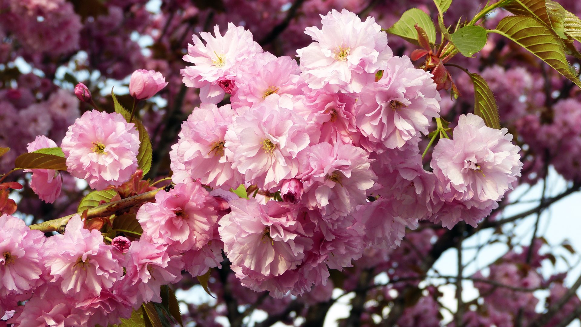 Download Pink Flower Flower Nature Cherry Blossom Blossom HD Wallpaper ...