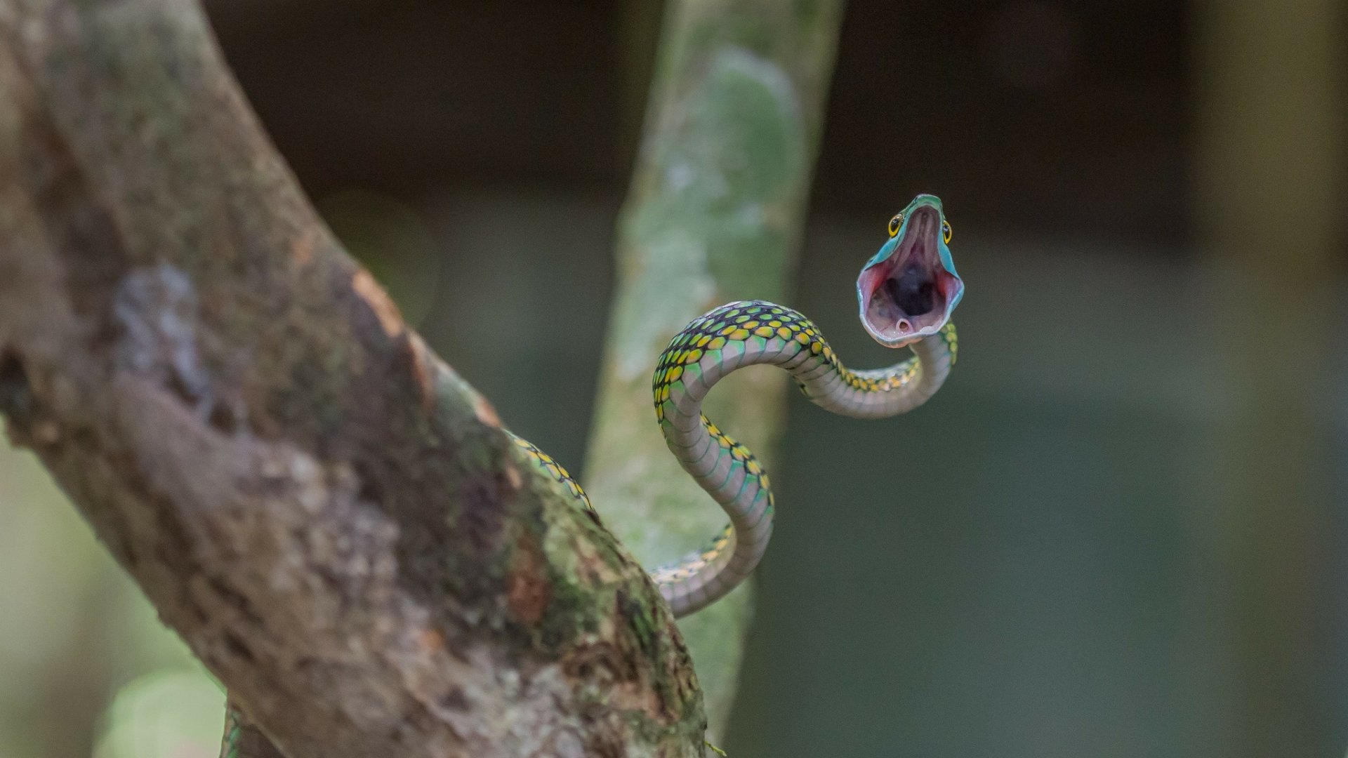 Download Animal Snake HD Wallpaper
