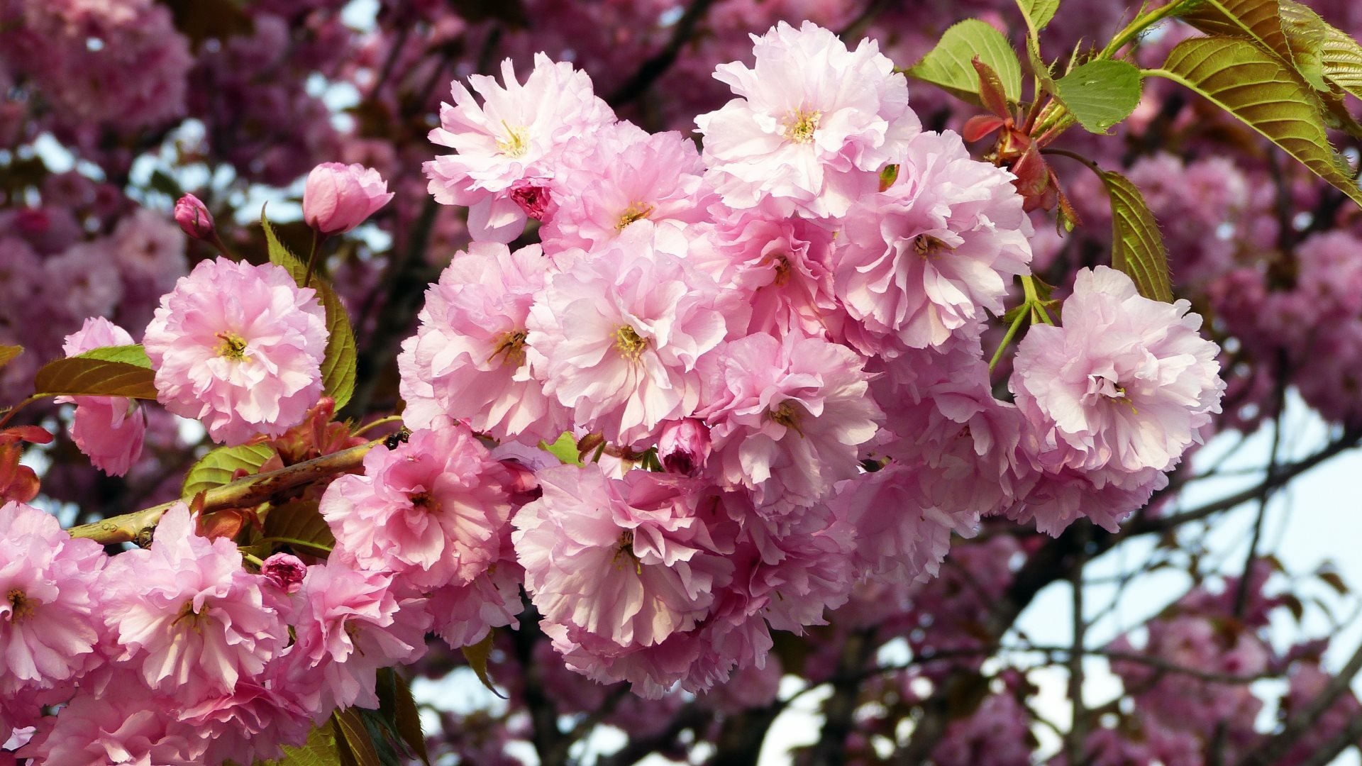 sakura cherry blossom by Jason Goh