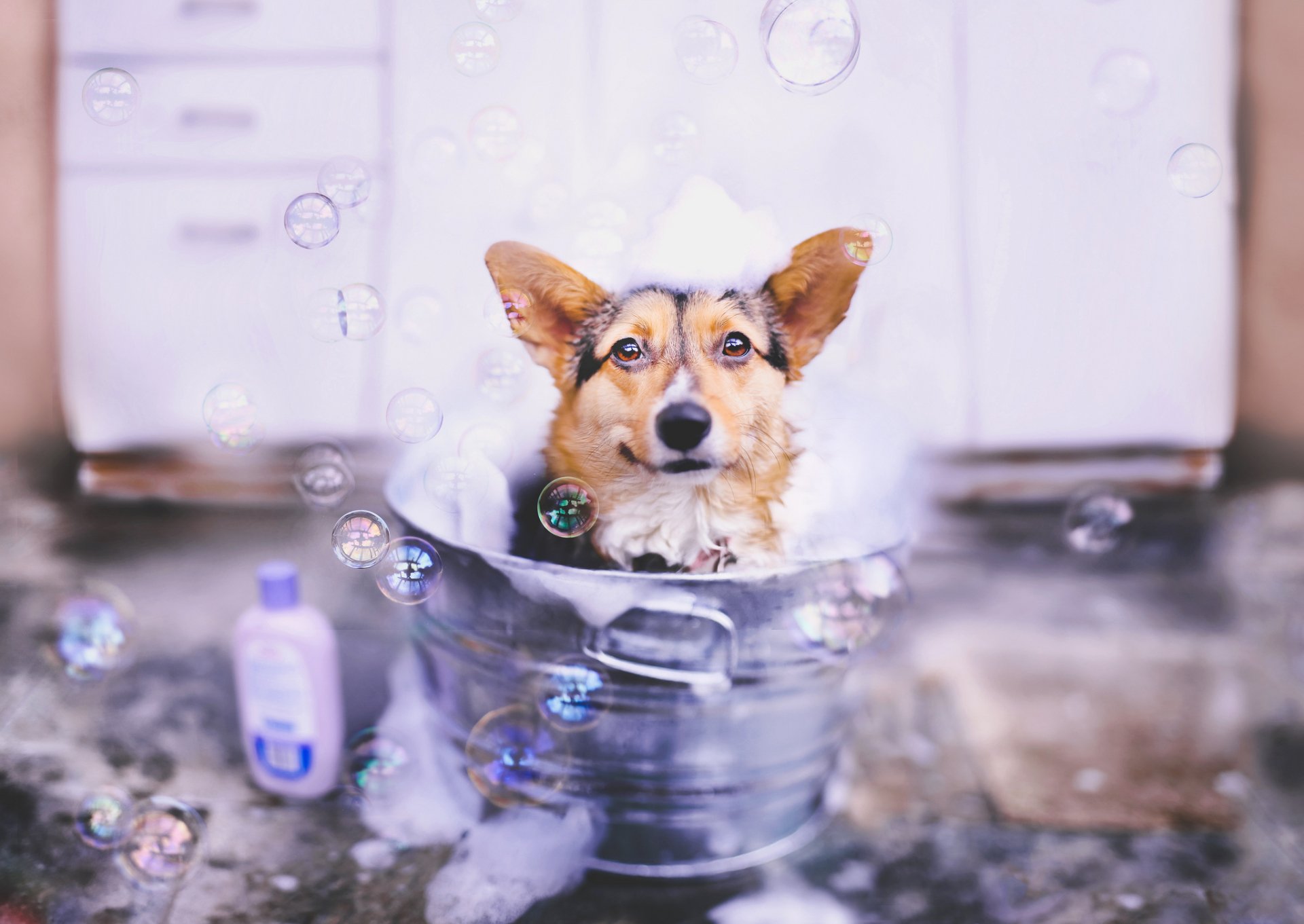 HD PC desktop wallpaper featuring a corgi sitting in a metal tub surrounded by soap bubbles, creating a playful and charming animal-themed background.