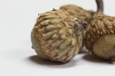nature acorn HD Desktop Wallpaper | Background Image