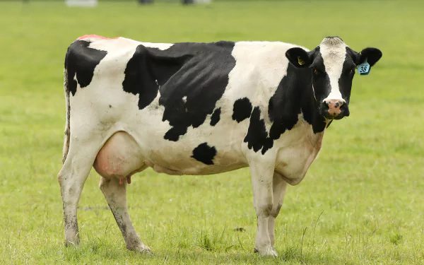 dairy cow Animal cow HD Desktop Wallpaper | Background Image