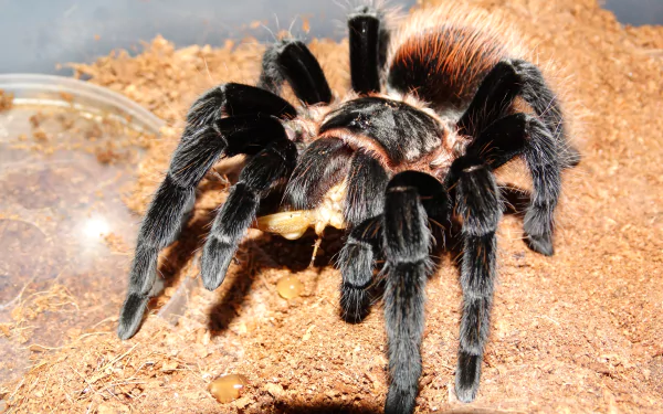 Animal tarantula HD Desktop Wallpaper | Background Image